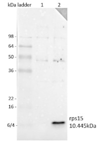 RPS15 | 30S ribosomal protein S15, chloroplastic in the group Antibodies Plant/Algal  / DNA/RNA/Cell Cycle / Translation at Agrisera AB (Antibodies for research) (AS14 2779)